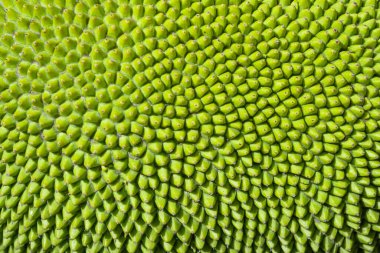 Dikenli deri meyvelerinin yakın çekim dokusuyla genç Jackfruit 'in soyut yeşil arka planı bulanıklaşır. Ağaçta meyve ve yeşil yapraklar var. Yeşil Jack meyvesi