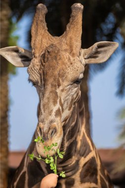 Giraffe is eating some green leaf. A woman tourist in a zoo feeding giraffe. Portrait of a giraffe at safari in Abu Dhabi. Close up head and face of giraffe clipart