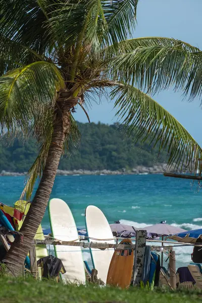 stock image Surfboard and palm tree on beach with beach sign for surfing area. Travel adventure and water sport. relaxation and summer vacation concept. Palm trees and surf boards standing up in the sand.