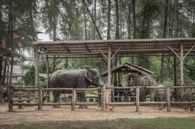 Asya filleri tutsak. Sığınakta büyük bir Asya fili var, Phuket. Turistlerin ziyaret edebileceği yerli fil barınağı. Hayvan kurtarma. Ahşap çitin arkasındaki fil..