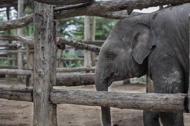 Asian Young baby Elephant in captivity. Asian elephant in sanctuary Phuket. Domestic elephant Sanctuary for tourist to visit. Animal rescue. young baby Elephant behind wooden fence. clipart