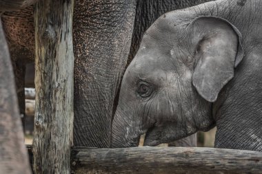 Asian Young baby Elephant caressing his mother elephant. Asian elephant in sanctuary Phuket. Domestic elephant Sanctuary for tourist to visit. Animal rescue. young baby behind wooden fence. clipart