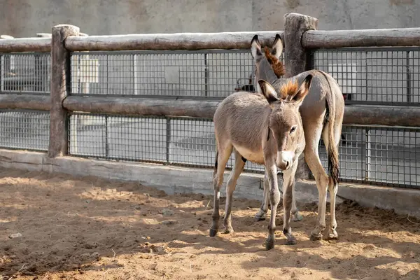 Ahırda iki eşek. Ahırda eşek, kırsalda hayvan çiftliği. Köy hayatı. Esaret altında hayvanlar. Kimse.