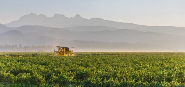Böğürtlen tarlasının panoramik görüntüsü ve Britanya Kolumbiyası 'ndaki dağlar, yabanmersini hasat için hazır. Yabanmersini çiftliği. Yabanmersini toplayan gelişmiş bir tarım makinesi. Boşluğu kopyala