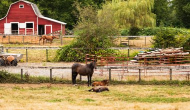 Britanya Kolombiya 'sında atı olan kırmızı bir ahır ve arka planda ağaçlar var. At çiftliği.