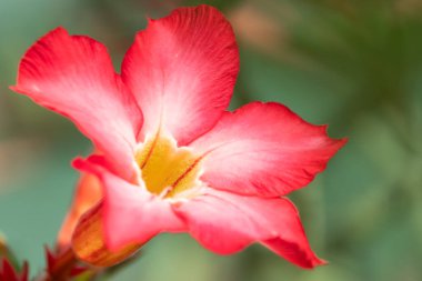 Exotic Adenium obesum blooms in the garden with green leaves in the background. Close up of pink flowers Adenium Desert roses, Mock Azalea, Adenium multiflorum, Impala Lily are blooming in the garden. clipart