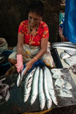 Bir markette sokak balığı tezgahı. Kadın balık temizliyor. Hint kadın balıkçı Goa Hindistan-Eylül 10.2024 geleneksel ıslak pazarında balık temizleme ve kesme