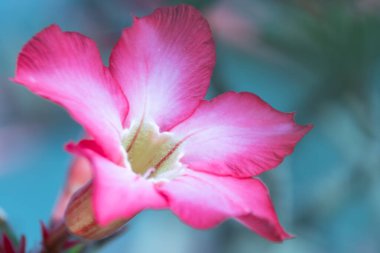 Exotic Adenium obesum blooms in the garden with green leaves in the background. Close up of pink flowers Adenium Desert roses, Mock Azalea, Adenium multiflorum, Impala Lily are blooming in the garden. clipart