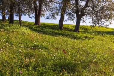 Arka planda yabani çiçekler ve meşe ağaçları olan güzel bir manzara. Çiçekler ve yabani bitkiler. Ağaçların etrafındaki bir çayırda yabani çiçekler.