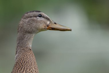 Yeşil çimlerin üzerinde bir Mallard ördeğini yakından çek. Dişi bir yaban ördeği. Doğa yaban ördeği yerde. Ördekleri kapatın. Gölün ya da nehrin kenarındaki parkta ördek