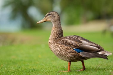 Parktaki yeşil çimlerde ördek. Dişi bir yaban ördeği. Doğa yaban ördeği yerde. Ördekleri kapatın. Gölün ya da nehrin kenarındaki parkta ördek. Kuş izleme.