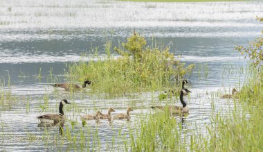 Aileleri gölde yüzen bebek Goslings. Gölde yeşil bitki örtüsü olan Kanada kazları. Yuva mevsimi