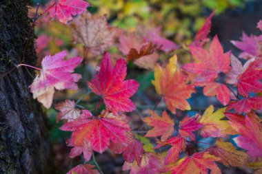 Renkli bir sonbahar yaprağının yakın çekimi. Sonbahar yapraklı akçaağaç yaprağı arka planı. Kanada akçaağaç yaprağı. Seçici odak, Boşluğu Kopyala