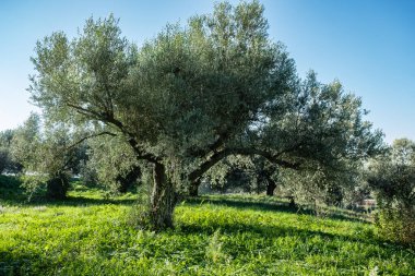 Provence 'de zeytin bahçesi, İsrail' de güzel zeytin ağaçları bahçesi mavi gökyüzünün arka planına karşı, yeşil çayırda antik zeytin ağacı. Hiç kimse, seyahat fotoğrafı.