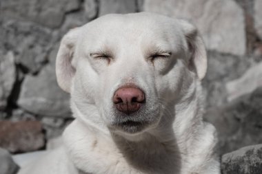 Güneşli bir günde beyaz köpek dışarıda dinleniyor. Yerde huzur içinde dinlenen beyaz bir köpeğin yakın çekimi. Köpeğin gözleri kapalı ve ifadesi sakin. Merdivenlerde rahatlayan bir labrador..
