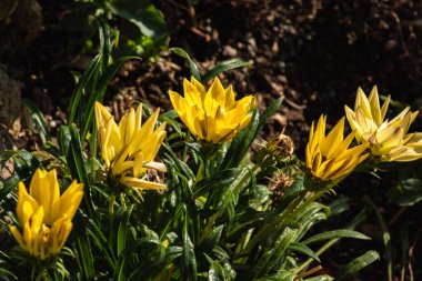 Güneşli bir bahar gününde açık havada parlak çiçekler. Sarı Gazania ya da bahçede açan hazine çiçeği. Gazania göz kamaştırıyor. Çiçek tarhında Gazania Rigens veya Afrikalı Daisy. Seçici odak.