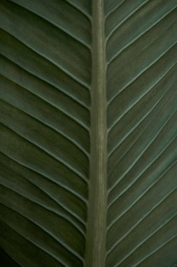 Muz ağacı tropikal yaprakları, soyut yeşil yaprak dokusu, doğa arka planı. Yakın plan ağaç yaprağı arka planı. Doğal yapraklar, yeşil tropik arkaplan.