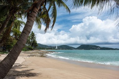 Güzel bir sahili, palmiye ağaçları, Andaman Denizi ve turkuaz suyu olan bir sahil. Tayland 'ın Phuket adasında kumlu bir sahilde mavi gökyüzü olan palmiye ağaçları. Karon Sahili manzarası, seyahat fotoğrafı, telif alanı