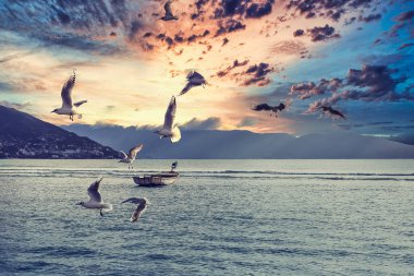 Harika bir yaz gününde Sunset 'te martılar denizin üzerinde uçuyor. Bir grup martı balıkçı teknesine yakın uçuyor..
