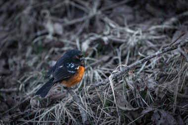 British Columbia Kanada Kuzey Amerika 'da ormanda bir dalda Towhee kuşu görüldü. Benekli bir kuş olan Pipilo maculatus bulanık arka planda bir dala tünemiş. Yaklaş, seçici odaklanma