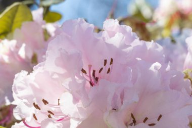 Güzel pembe çiçekli açelyalar, Rhododendron cinsinden çalılar. Çiçek açmış beyaz Rhododendron çiçeklerini kapatın. Parlak güneşli bir günde bahar bahçesinde açan çiçekler