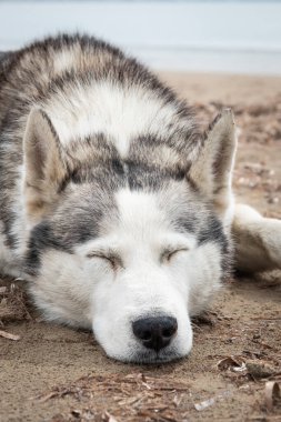 Yerde uyuyan güzel Husky köpeğinin yakın plan fotoğrafı. Açık havada uyuyan Sibirya kurdu. Hiç kimse, sokak fotoğrafı.