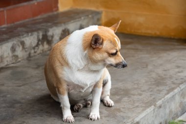 Küçük, şişman bir köpek kapının önünde oturuyor, sahibinin eve gelmesini bekliyor. Yalnız, sevimli köpek üzgün gözlerle çimento zeminde oturur. Şişman, şişman bir köpek evin dışında oturuyor.
