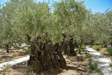 Zeytin Dağı. Gethsemane bahçesindeki eski zeytin ağaçları. İsrail, Kudüs 'teki Zeytin Dağı eteğinde bulunan Gethsemane Zeytin Bahçesi. Seyahat fotoğrafı, kimse yok.