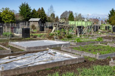Toprakta yetişen bitkiler. Bahar bahçesinde bitkilerle dolu bir toprak. Kanada 'nın kırsal kesiminde taze yetiştirilmiş sebze yatakları. Tarım ve bahçıvanlık kavramı, hiç kimse
