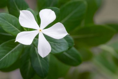 Bahçedeki beyaz bir Catharanthus çiçeğine yaklaş. Güzel beyaz bir Madagaskar çiçeği. Catharanthus Roseus 'un geçmişi bulanık. Boşluğu kopyala, kimse