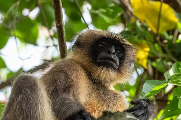Gray Langur ya da Hanuman Langur Hindistan 'daki Ulusal Park' ta. Ağaçtaki altın langur maymun türünü yakından çek, tüylü maymun surat. Vahşi maymun. Seyahat fotoğrafı.