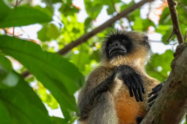 Gray Langur ya da Hanuman Langur Hindistan 'daki Ulusal Park' ta. Ağaçtaki altın langur maymun türünü yakından çek, tüylü maymun surat. Vahşi maymun. Seyahat fotoğrafı.