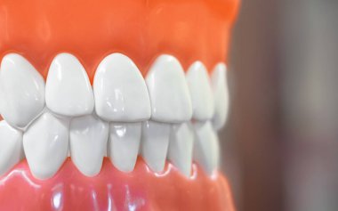 Dişçi çenesine yakın plan. Diş anatomisi modeli bulanık arka planda izole edilmiş yapay insan çenesi. Sağlıklı dişler, diş bakımı ve ortodontik tıbbi konsept.