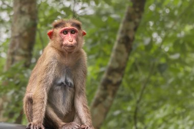 Yağmur ormanlarında dişi Hint Rhesus Macaque Maymunu. Wild Rhesus macaque Macaca mulatta portresi Hindistan 'daki Ulusal Park' ta. Seyahat fotoğrafı, kimse yok.