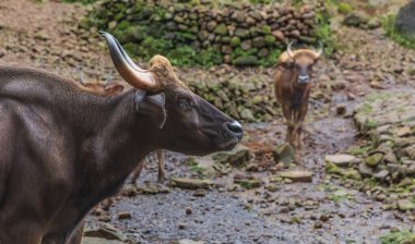 Gaur Bos gaurus vahşi sığır türü, Hindistan, Güneydoğu Asya 'nın dağ ormanlarında. Gaur 'un Hindistan' daki Ulusal Park 'ta çekilmiş vahşi Hint Bizonu fotoğrafı.