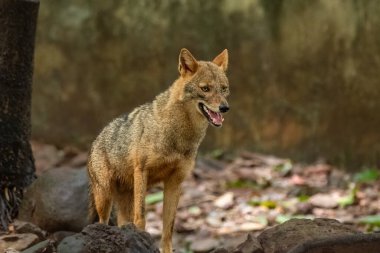 Canis Aureus indicus 'in yakın plan vahşi yaşam fotoğrafı, Hintli çakal, vahşi yaşam barınağında yaşayan Canis ailesinin yırtıcısı. Ormanda sıradan bir çakal köpeği. Seyahat fotoğrafı, insan yok.