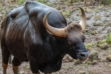 Yetişkin erkek gaur, aynı zamanda Hint bizonu olarak da bilinir. Hint Gaur, Goa Vahşi Yaşam rezervinde büyük bir sığır. Seyahat fotoğrafı, hiç kimse, yakın çekim.