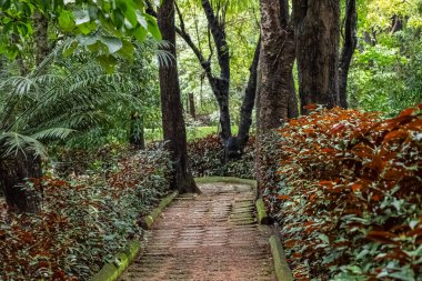 Ormanda Yeşil Ağaçlı Yürüyüş Yolu. Güzel Sokak, Park Yolu. Green City Park Ağaç Ormanı 'ndaki yol. Doğa manzarası. Bahçe manzarası, hiç kimse, seyahat fotoğrafı.
