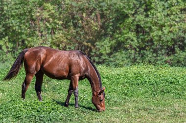 Otlakta yeşil ot yiyen kahverengi at. Çiftlik otlaklarında otlayan bir kısrak at. Güzel safkan atlar yaz günü bir çiftlikte otlar..
