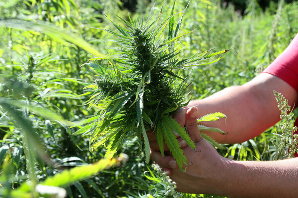 Заброшенная земля с натуральной марихуаной. Плантация марихуаны. Растения конопли