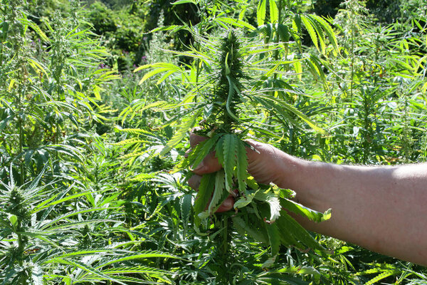 Заброшенная земля с натуральной марихуаной. Плантация марихуаны. Растения конопли