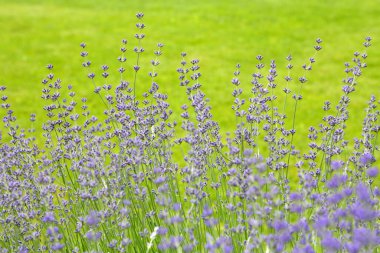 Vahşi Lavanta. Evin dışında farklı tonlarda lavanta yetişiyor. Lavanta.