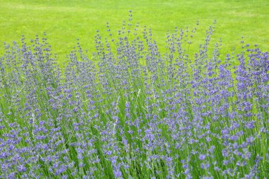 Vahşi Lavanta. Evin dışında farklı tonlarda lavanta yetişiyor. Lavanta.