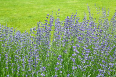 Vahşi Lavanta. Evin dışında farklı tonlarda lavanta yetişiyor. Lavanta.