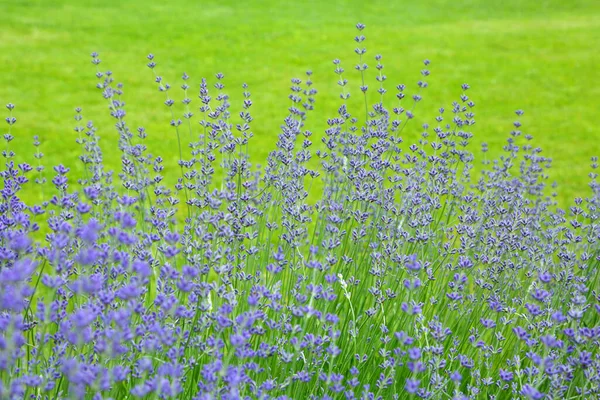 Wilde Lavendel Lavendel Verschillende Tinten Groeit Buiten Het Huis Lavendel — Stockfoto