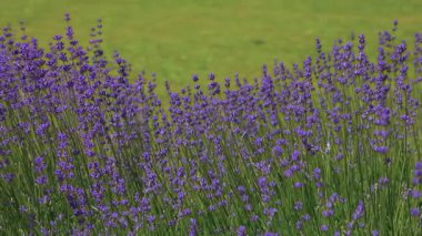 Vahşi Lavanta. Evin dışında farklı tonlarda lavanta yetişiyor. Lavanta.