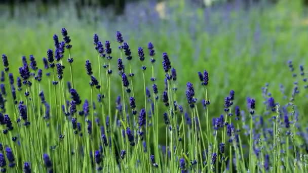 Wilde Lavendel Lavendel Verschillende Tinten Groeit Buiten Het Huis Lavendel — Stockvideo