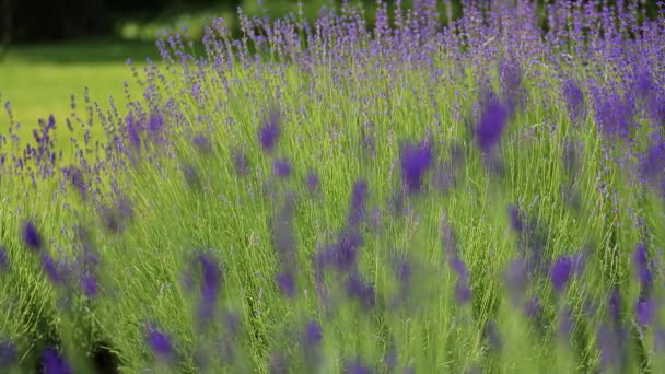 Wilde Lavendel Lavendel Verschillende Tinten Groeit Buiten Het Huis Lavendel — Stockvideo
