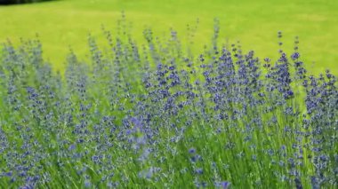 Vahşi Lavanta. Evin dışında farklı tonlarda lavanta yetişiyor. Lavanta.