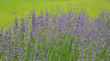 Vahşi Lavanta. Evin dışında farklı tonlarda lavanta yetişiyor. Lavanta.